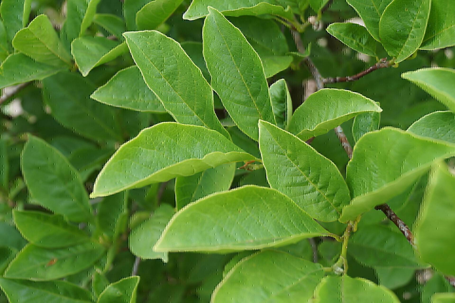 Magnolia kobus_03